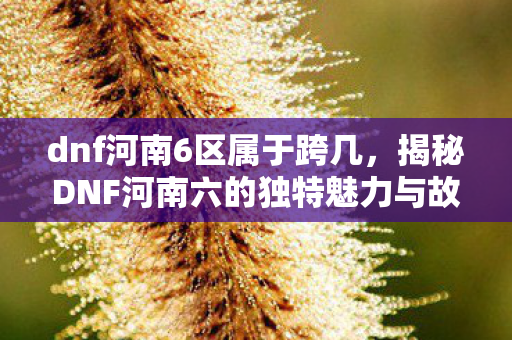 dnf河南6区属于跨几，揭秘DNF河南六的独特魅力与故事