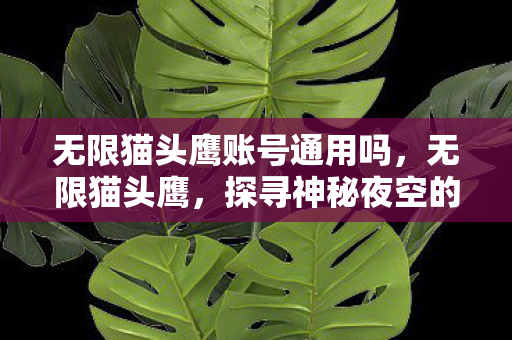 无限猫头鹰账号通用吗，无限猫头鹰，探寻神秘夜空的守护者