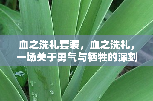 血之洗礼套装，血之洗礼，一场关于勇气与牺牲的深刻剖析