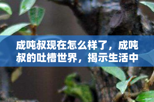 成吨叔现在怎么样了，成吨叔的吐槽世界，揭示生活中的那些趣事与无奈