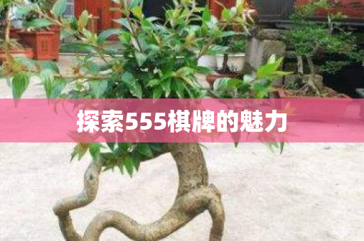 探索555棋牌的魅力