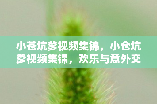 小苍坑爹视频集锦，小仓坑爹视频集锦，欢乐与意外交织的欢乐时光