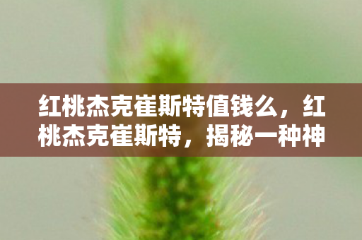 红桃杰克崔斯特值钱么，红桃杰克崔斯特，揭秘一种神秘力量的传奇之旅