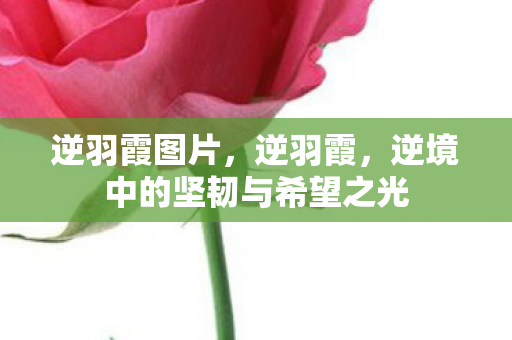 逆羽霞图片，逆羽霞，逆境中的坚韧与希望之光