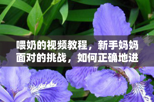 喂奶的视频教程，新手妈妈面对的挑战，如何正确地进行母乳喂养？