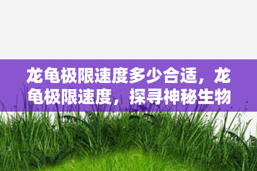 龙龟极限速度多少合适，龙龟极限速度，探寻神秘生物的速度极限