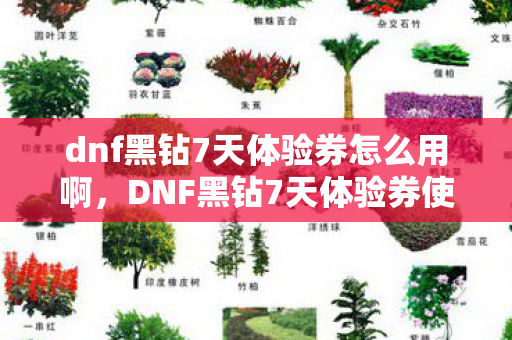 dnf黑钻7天体验券怎么用啊，DNF黑钻7天体验券使用指南，玩转地下城新特权