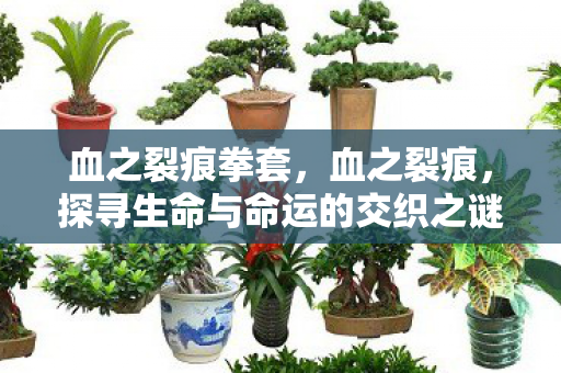 血之裂痕拳套，血之裂痕，探寻生命与命运的交织之谜