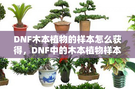 DNF木本植物的样本怎么获得，DNF中的木本植物样本，探索游戏中的自然之美