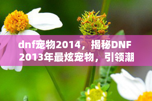 dnf宠物2014，揭秘DNF 2013年最炫宠物，引领潮流的游戏伙伴！