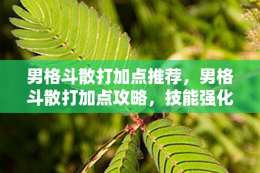 男格斗散打加点推荐，男格斗散打加点攻略，技能强化与属性分配指南