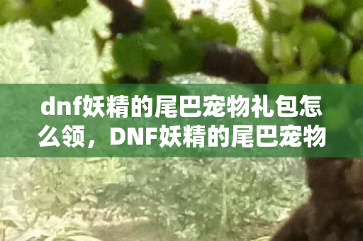 dnf妖精的尾巴宠物礼包怎么领，DNF妖精的尾巴宠物礼包详解，获取方式、内容以及独特魅力