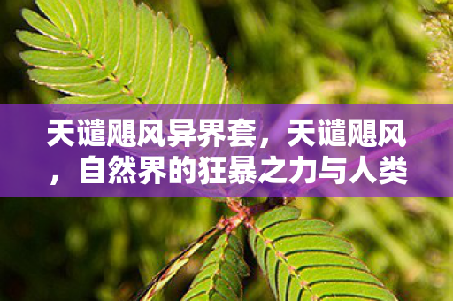 天谴飓风异界套，天谴飓风，自然界的狂暴之力与人类的生存挑战