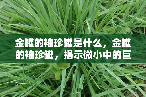 金罐的袖珍罐是什么，金罐的袖珍罐，揭示微小中的巨大价值