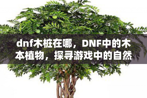 dnf木桩在哪，DNF中的木本植物，探寻游戏中的自然之美