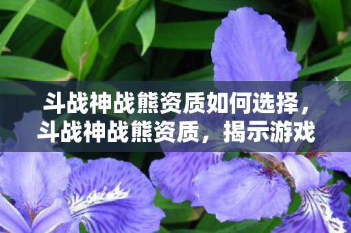 斗战神战熊资质如何选择，斗战神战熊资质，揭示游戏中的神秘力量