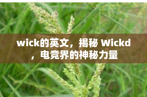 wick的英文，揭秘 Wickd，电竞界的神秘力量