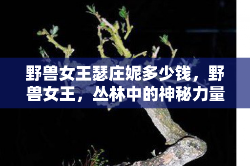 野兽女王瑟庄妮多少钱，野兽女王，丛林中的神秘力量与独特魅力