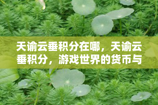 天谕云垂积分在哪，天谕云垂积分，游戏世界的货币与价值体系探索