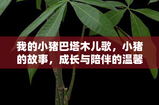 我的小猪巴塔木儿歌，小猪的故事，成长与陪伴的温馨之旅