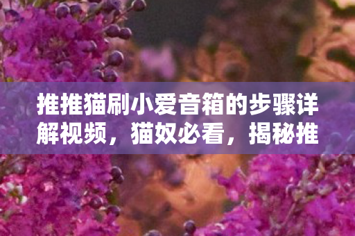 推推猫刷小爱音箱的步骤详解视频，猫奴必看，揭秘推推猫的独特魅力与日常养护秘籍