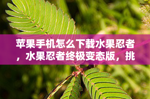 苹果手机怎么下载水果忍者，水果忍者终极变态版，挑战你的反应极限！