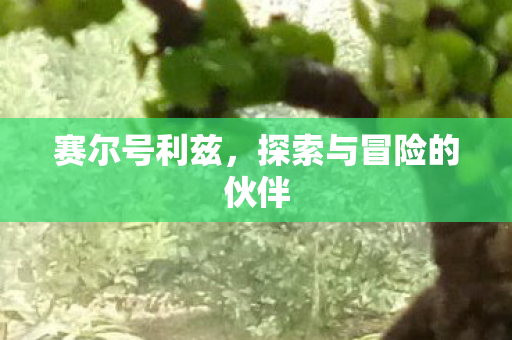 赛尔号利兹，探索与冒险的伙伴