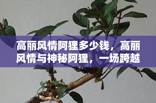 高丽风情阿狸多少钱，高丽风情与神秘阿狸，一场跨越时空的奇幻之旅