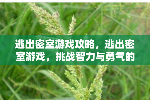 逃出密室游戏攻略，逃出密室游戏，挑战智力与勇气的极致体验