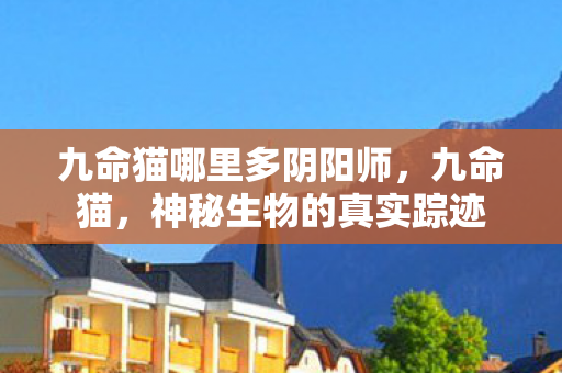 九命猫哪里多阴阳师，九命猫，神秘生物的真实踪迹