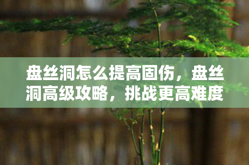 盘丝洞怎么提高固伤，盘丝洞高级攻略，挑战更高难度的战斗技巧与策略