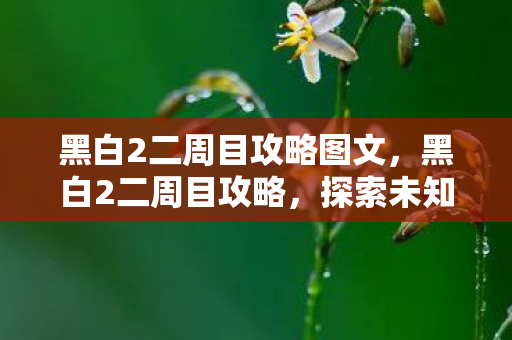 黑白2二周目攻略图文，黑白2二周目攻略，探索未知的冒险之旅