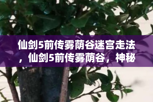 仙剑5前传雾荫谷迷宫走法，仙剑5前传雾荫谷，神秘之地深度解析