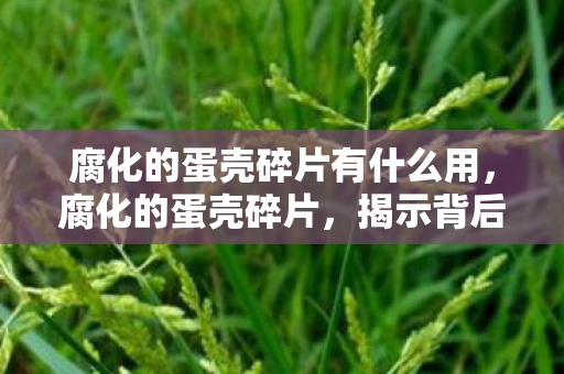 腐化的蛋壳碎片有什么用，腐化的蛋壳碎片，揭示背后的生态与环境问题