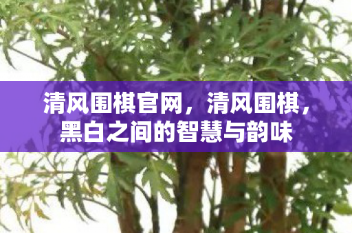 清风围棋官网，清风围棋，黑白之间的智慧与韵味