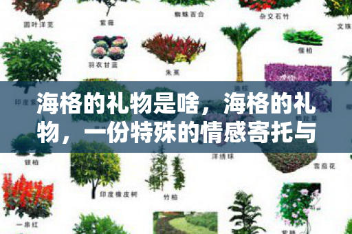 海格的礼物是啥，海格的礼物，一份特殊的情感寄托与传承