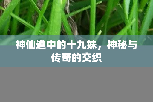 神仙道中的十九妹，神秘与传奇的交织