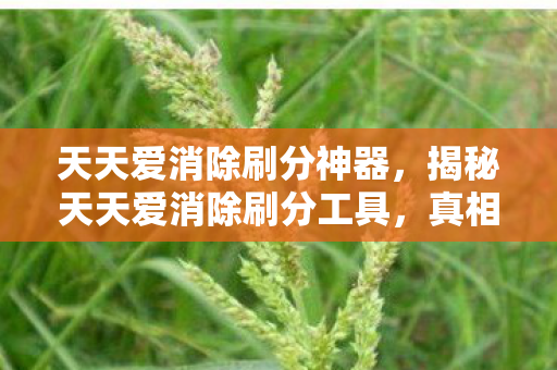 天天爱消除刷分神器，揭秘天天爱消除刷分工具，真相、风险与策略