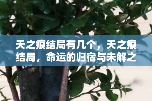 天之痕结局有几个，天之痕结局，命运的归宿与未解之谜