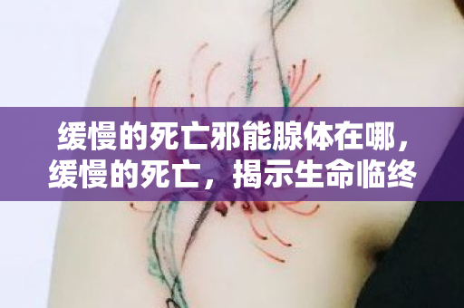 缓慢的死亡邪能腺体在哪，缓慢的死亡，揭示生命临终阶段的真实面貌