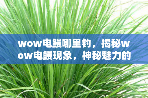 wow电鳗哪里钓，揭秘wow电鳗现象，神秘魅力的背后真相