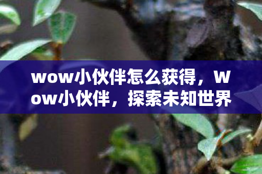 wow小伙伴怎么获得，Wow小伙伴，探索未知世界的奇妙旅程