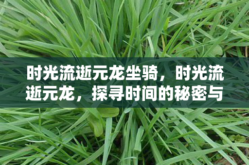 时光流逝元龙坐骑，时光流逝元龙，探寻时间的秘密与生命的奇迹
