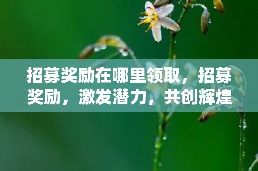 招募奖励在哪里领取，招募奖励，激发潜力，共创辉煌