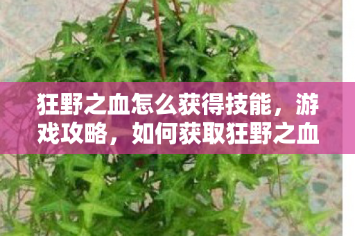 狂野之血怎么获得技能，游戏攻略，如何获取狂野之血