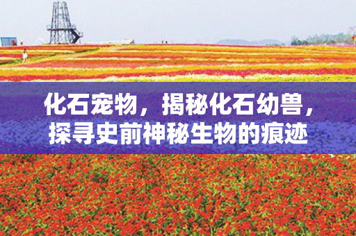 化石宠物，揭秘化石幼兽，探寻史前神秘生物的痕迹