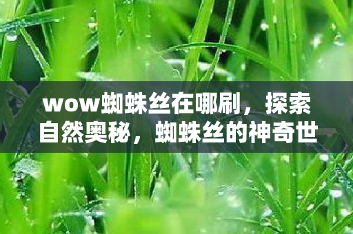 wow蜘蛛丝在哪刷，探索自然奥秘，蜘蛛丝的神奇世界