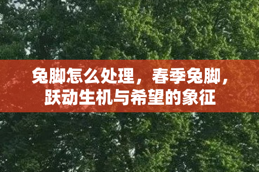 兔脚怎么处理，春季兔脚，跃动生机与希望的象征