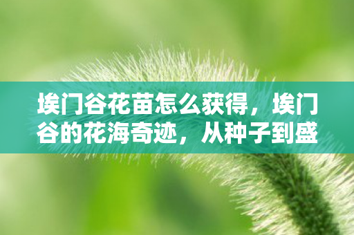 埃门谷花苗怎么获得，埃门谷的花海奇迹，从种子到盛开的壮丽旅程—探寻埃门谷花苗的奥秘