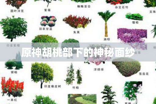 原神胡桃部下的神秘面纱